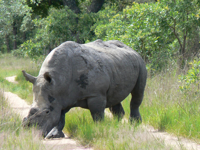 Self drive Zimbabwe